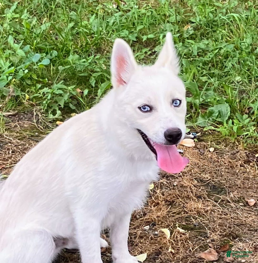 Pomsky dogs for sale: Aden - Image 4