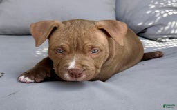 American Bully dogs for sale: Coco - Image 3