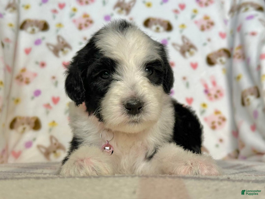 Sheepadoodle dogs for sale: Willow - Image 10