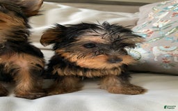 Yorkshire Terrier dogs for sale: Nala - Image 7