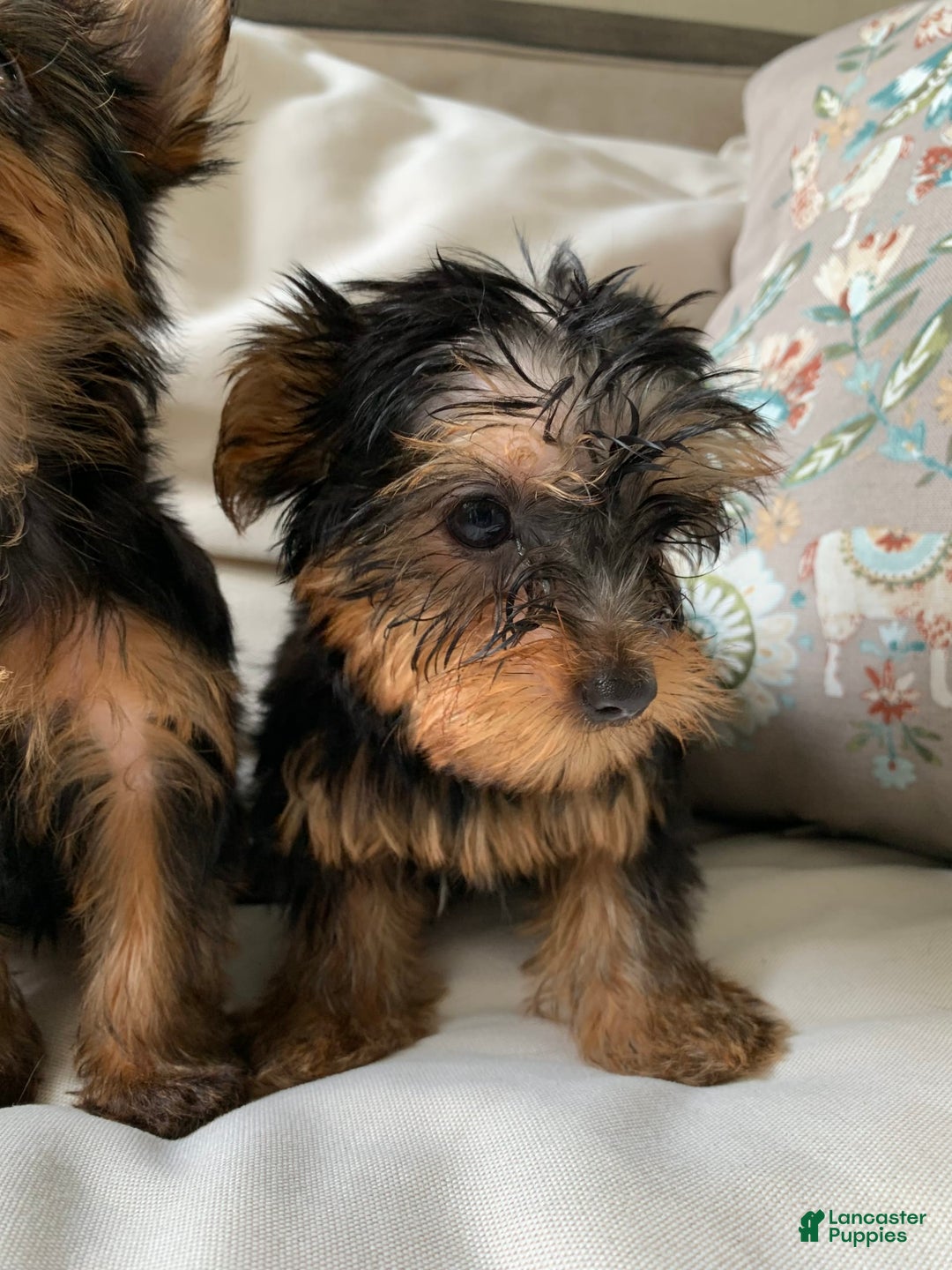 Yorkshire Terrier dogs for sale: Nala - Image 7
