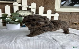 Miniature Poodle dogs for sale: Gianna - Image 7