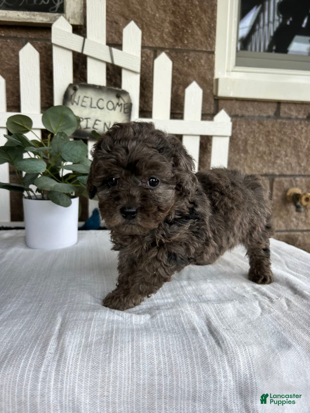 Miniature Poodle dogs for sale: Gianna - Image 7