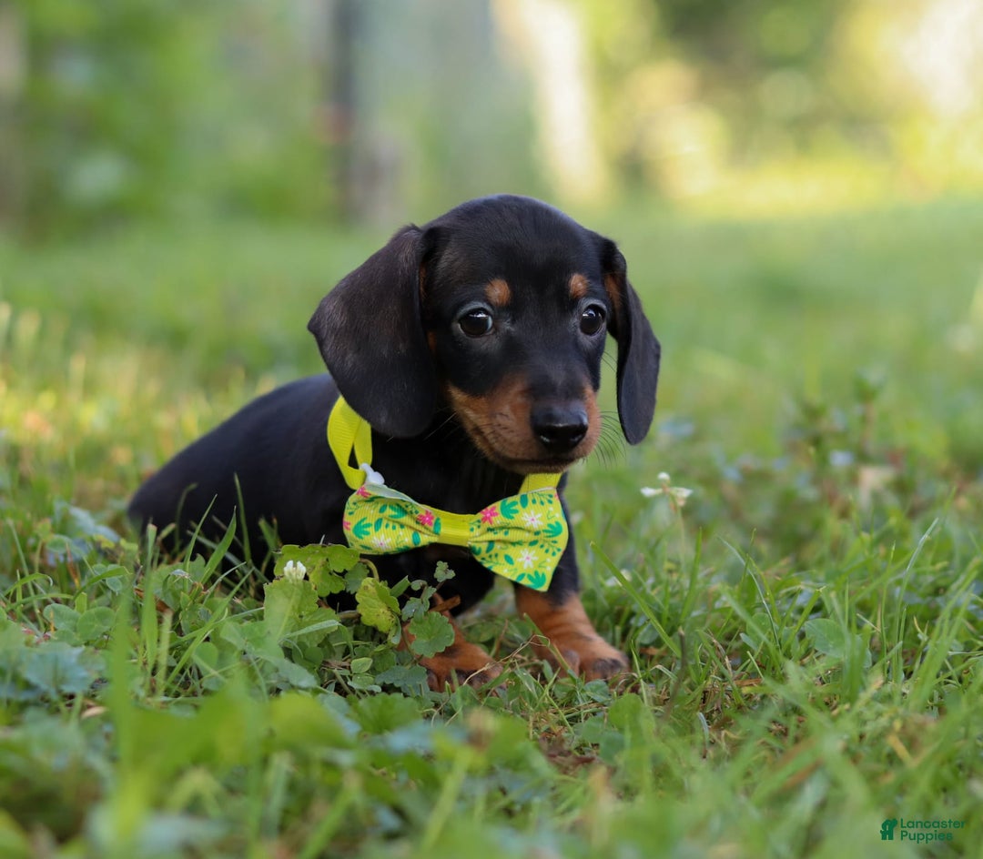 Miniature Dachshund dogs for sale: Jordan - Image 6