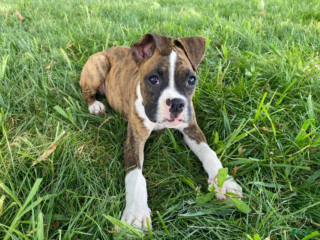 Boxer dogs for sale: Roxie - Image 4