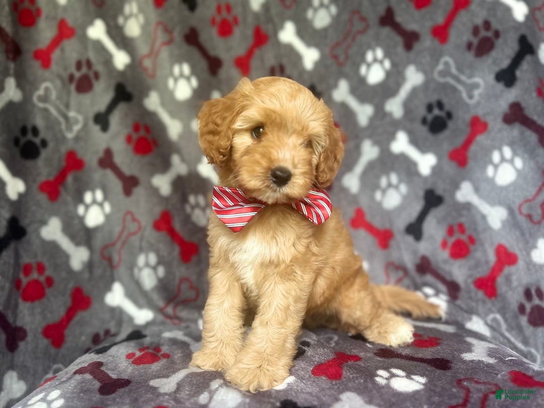 Cavapoo dogs for sale: Spade - Image 4