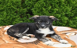 Norwegian Elkhound dogs for sale: Cody - Image 2