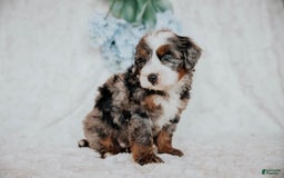 Mini Bernedoodle dogs for sale: Micky F1b - Image 2