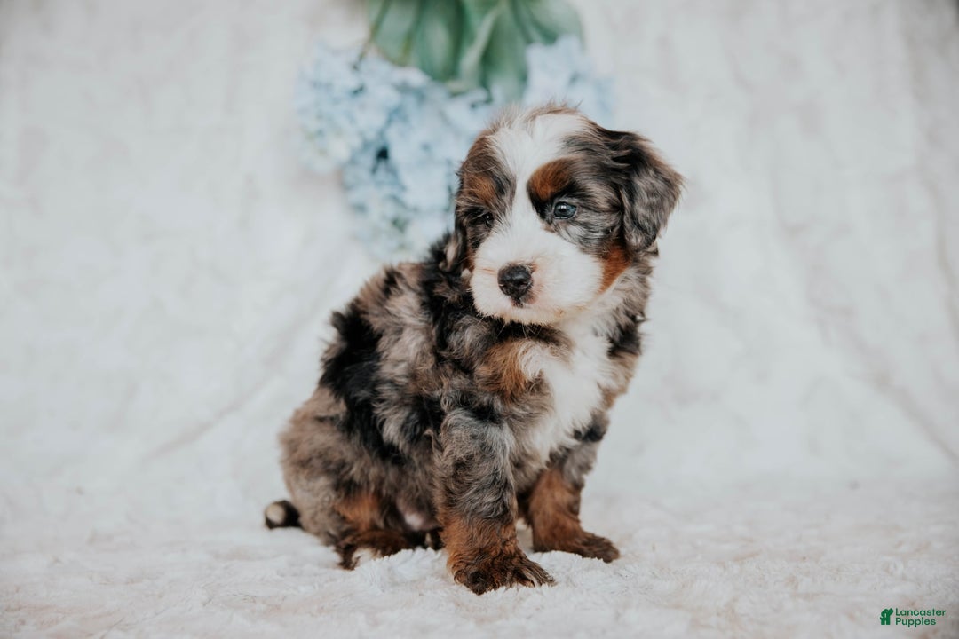 Mini Bernedoodle dogs for sale: Micky F1b - Image 2