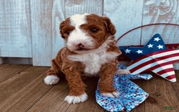 Mini Goldendoodle dogs for sale: Melanie Mini F1b - Image 1