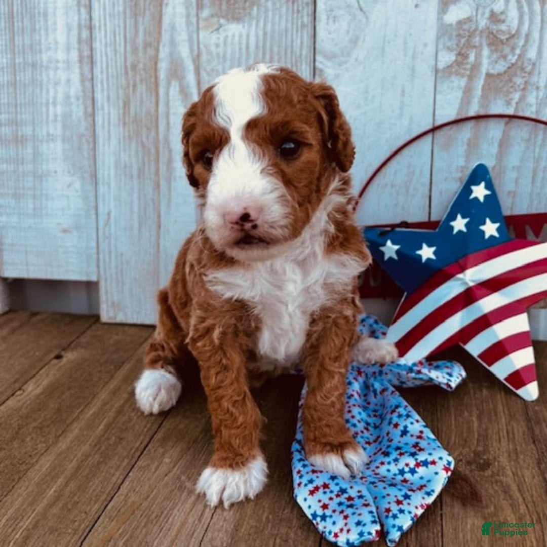Mini Goldendoodle dogs for sale: Melanie Mini F1b - Image 1