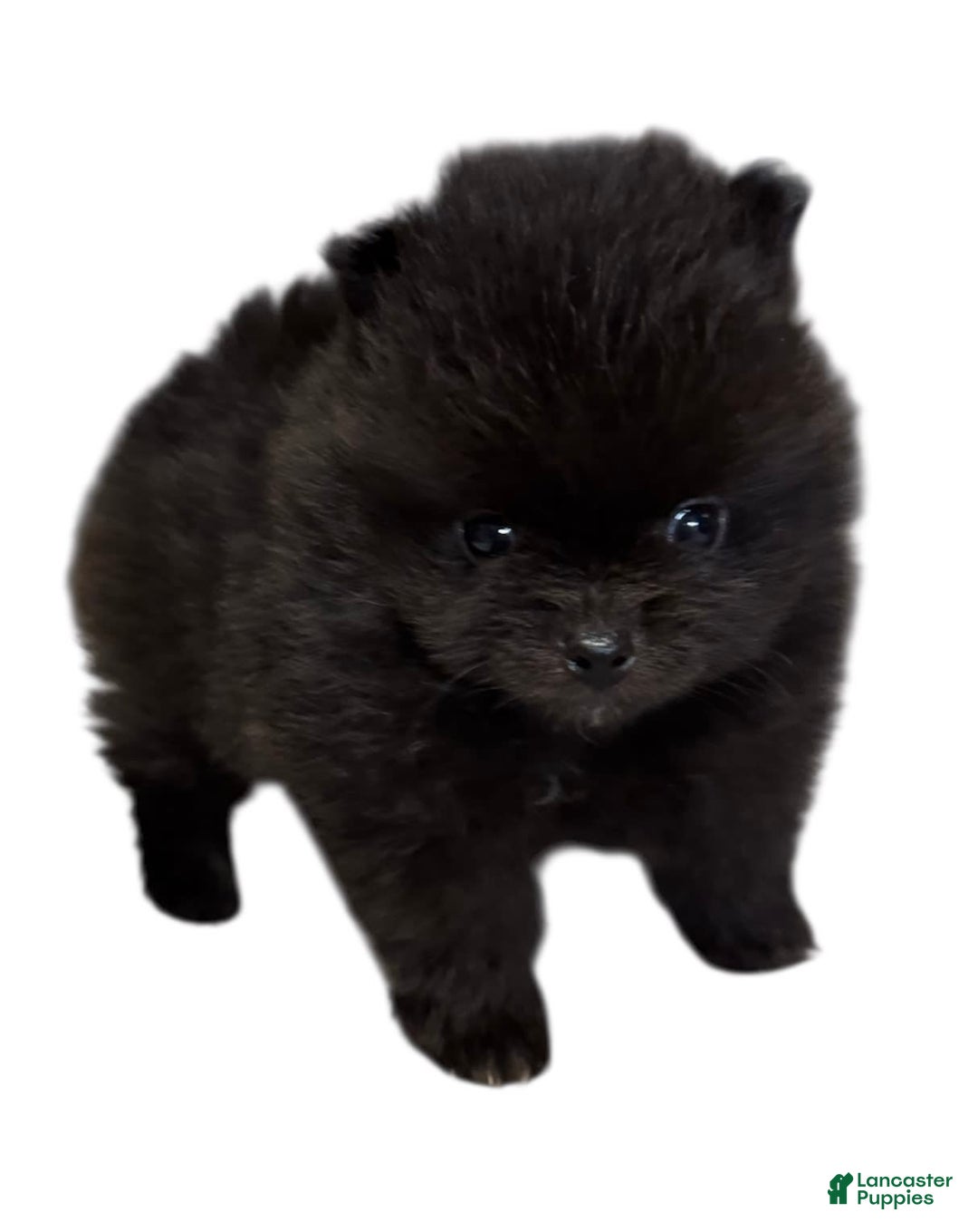 Pomeranian dogs for sale: Jet - Image 2