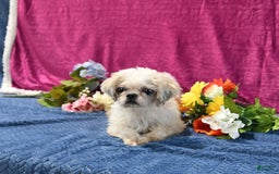 Shih Tzu dogs for sale: Lily - Image 6