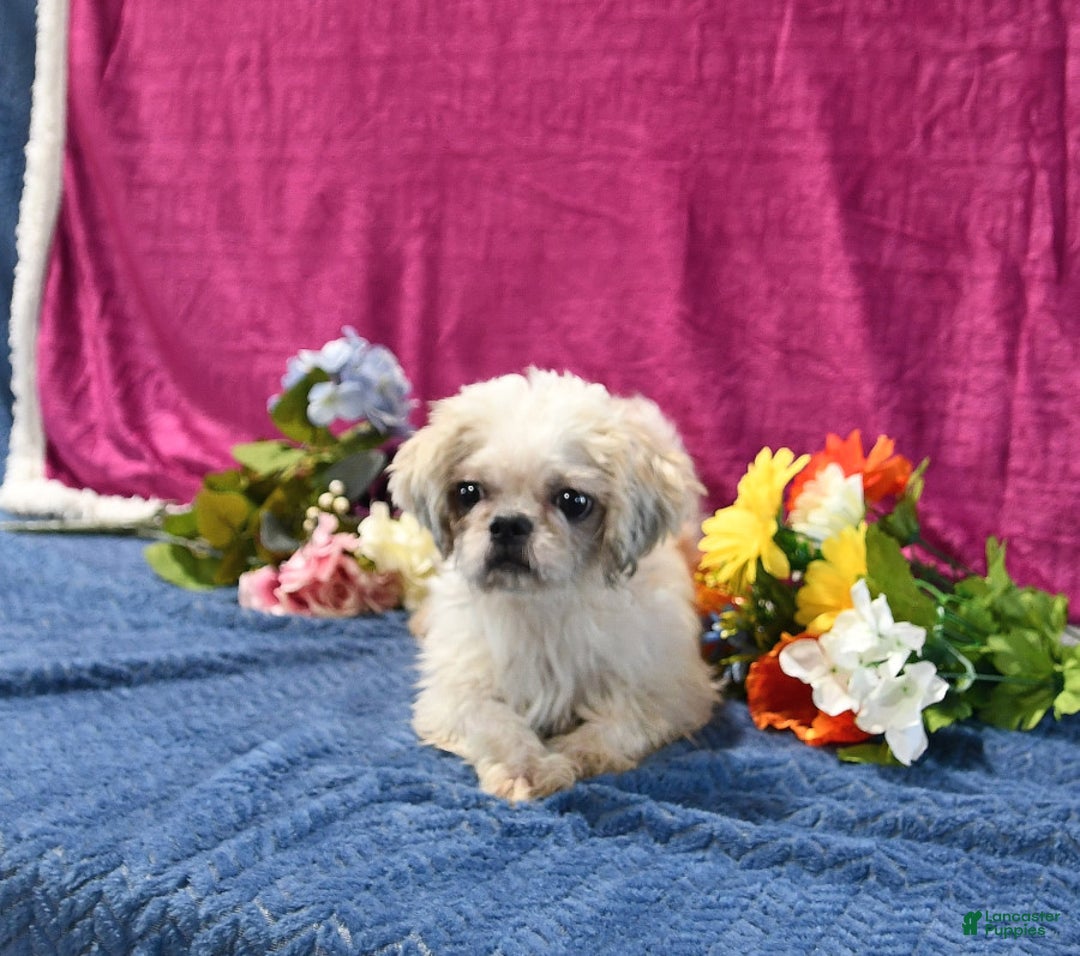 Shih Tzu dogs for sale: Lily - Image 6
