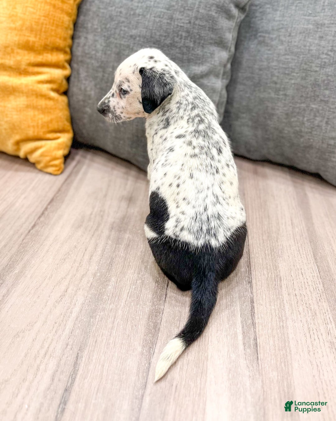Dalmatian dogs for sale: Dotty - Image 4