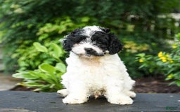Cavapoo dogs for sale: Teddy - Image 2