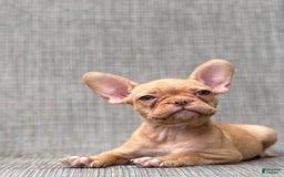 French Bulldog dogs for sale: Cady - Image 3