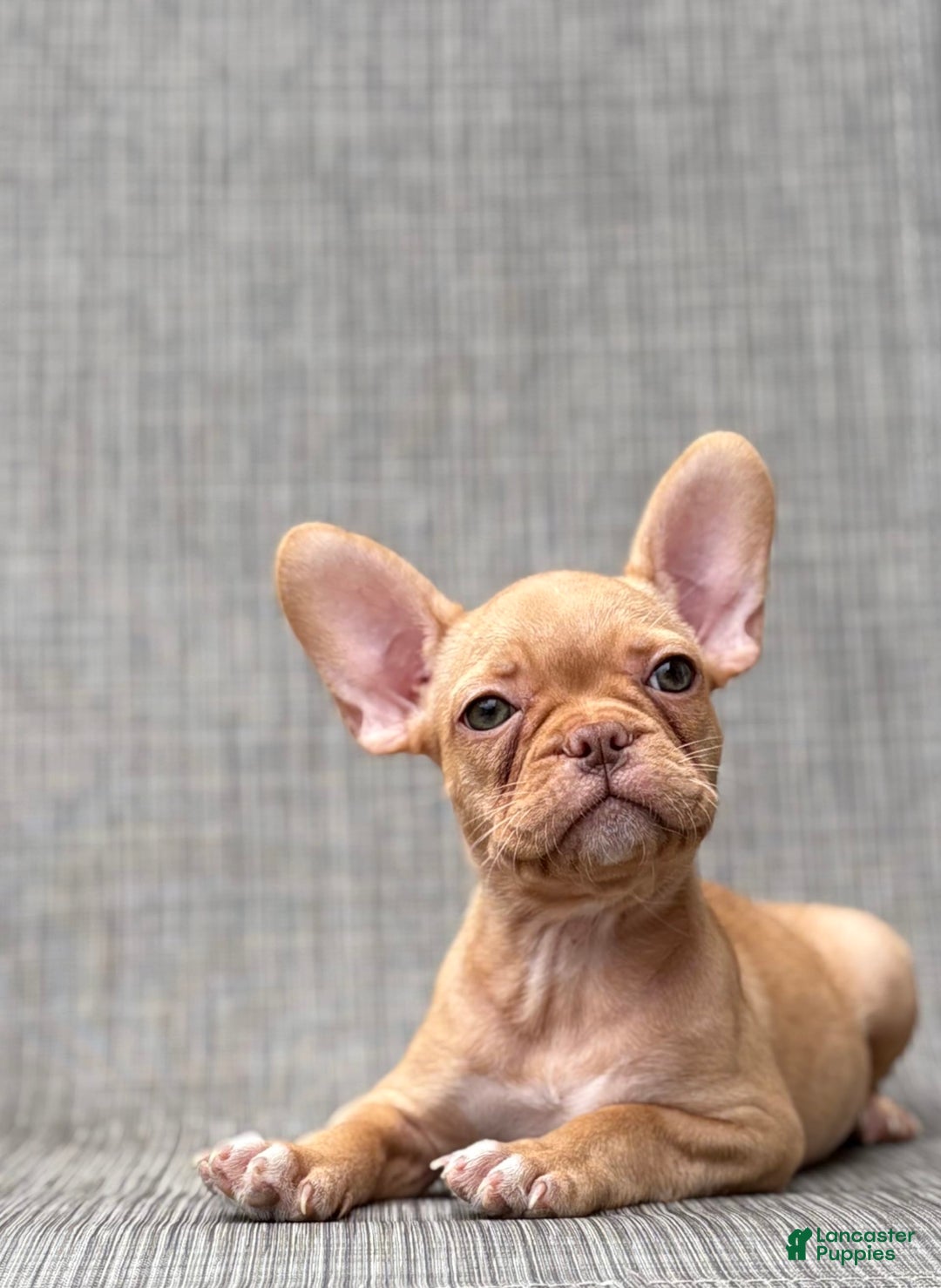 French Bulldog dogs for sale: Cady - Image 3