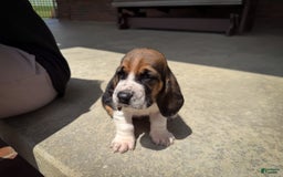 Basset Hound dogs for sale: Hank - Image 8