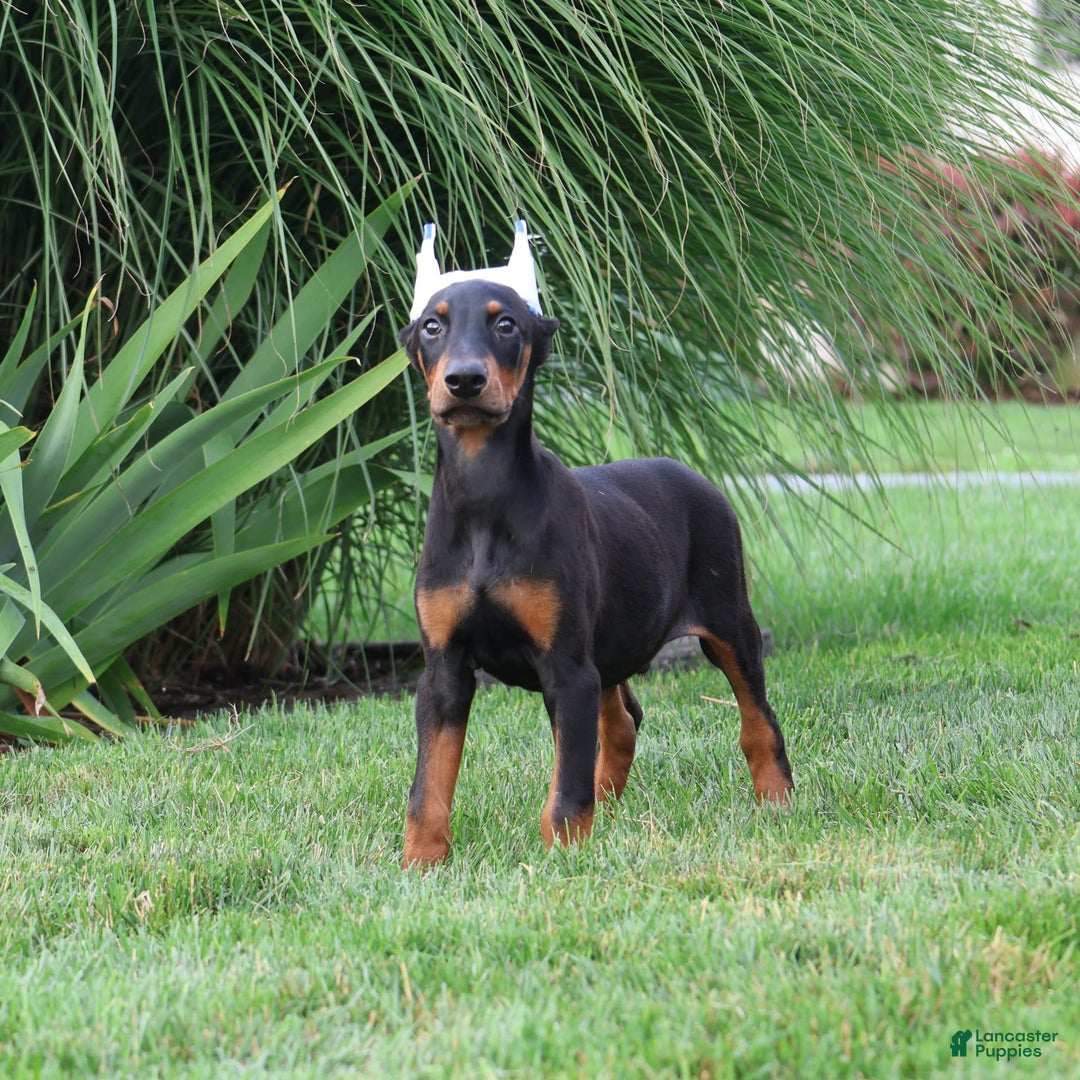 Doberman Pinscher dogs for sale: Jack - Image 2