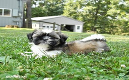 Shih Tzu dogs for sale: Ivy - Image 5