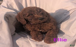 Goldendoodle dogs for sale: Ellie - Image 1