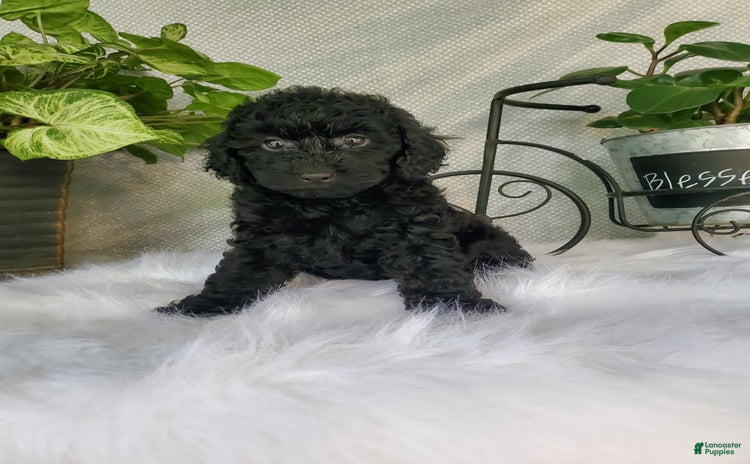 Miniature Poodle dogs for sale - Ad 3