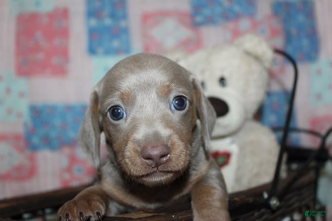 Dachshund dogs for sale: Stella Male 3 - Image 12