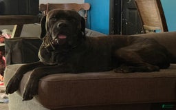 Cane Corso dogs for sale: Male 1 - Image 3