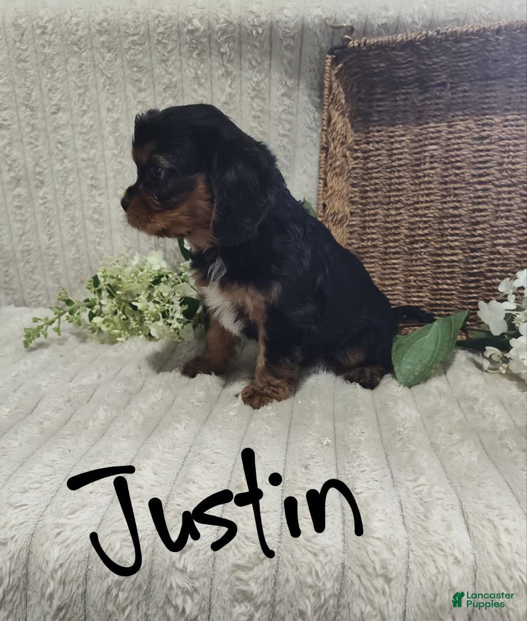 Cavalier King Charles Spaniel dogs for sale: Justin - Image 3