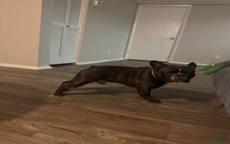 French Bulldog dogs for sale: Toby - Image 2