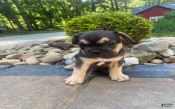 French Bulldog dogs for sale: Roscoe - Image 2