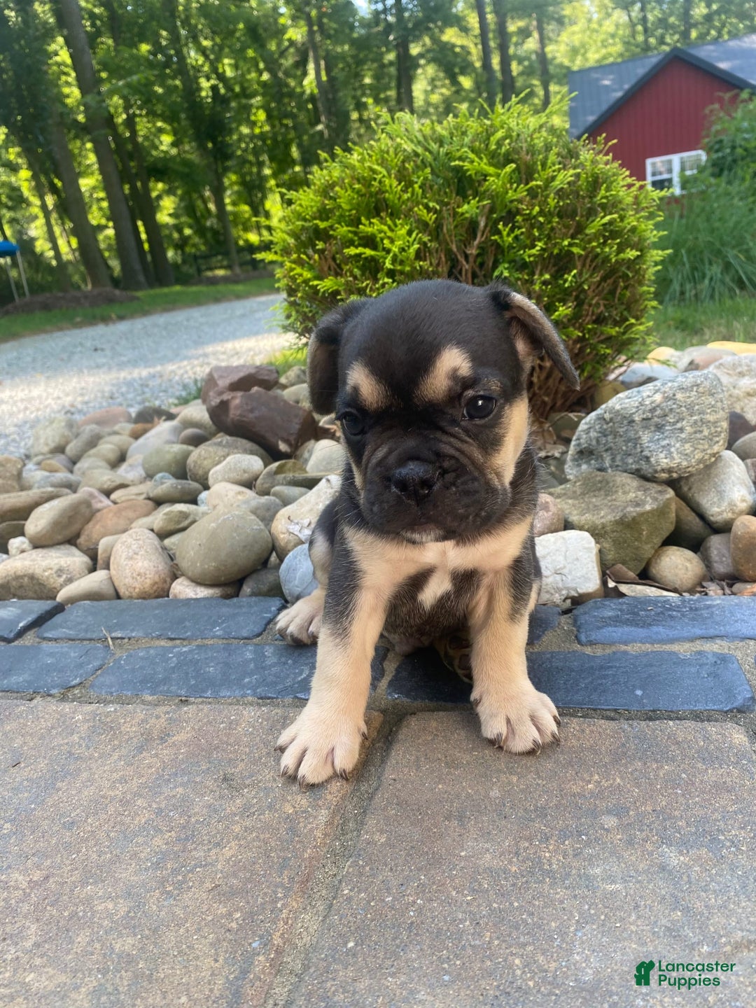 French Bulldog dogs for sale: Roscoe - Image 2