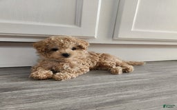 Maltipoo dogs for sale: Teddy - Image 7