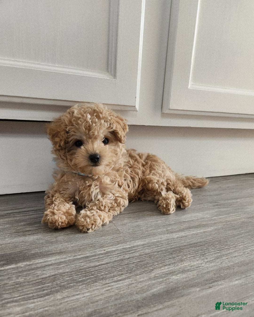 Maltipoo dogs for sale: Teddy - Image 7