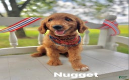 Goldendoodle dogs for sale: Nugget - Image 9