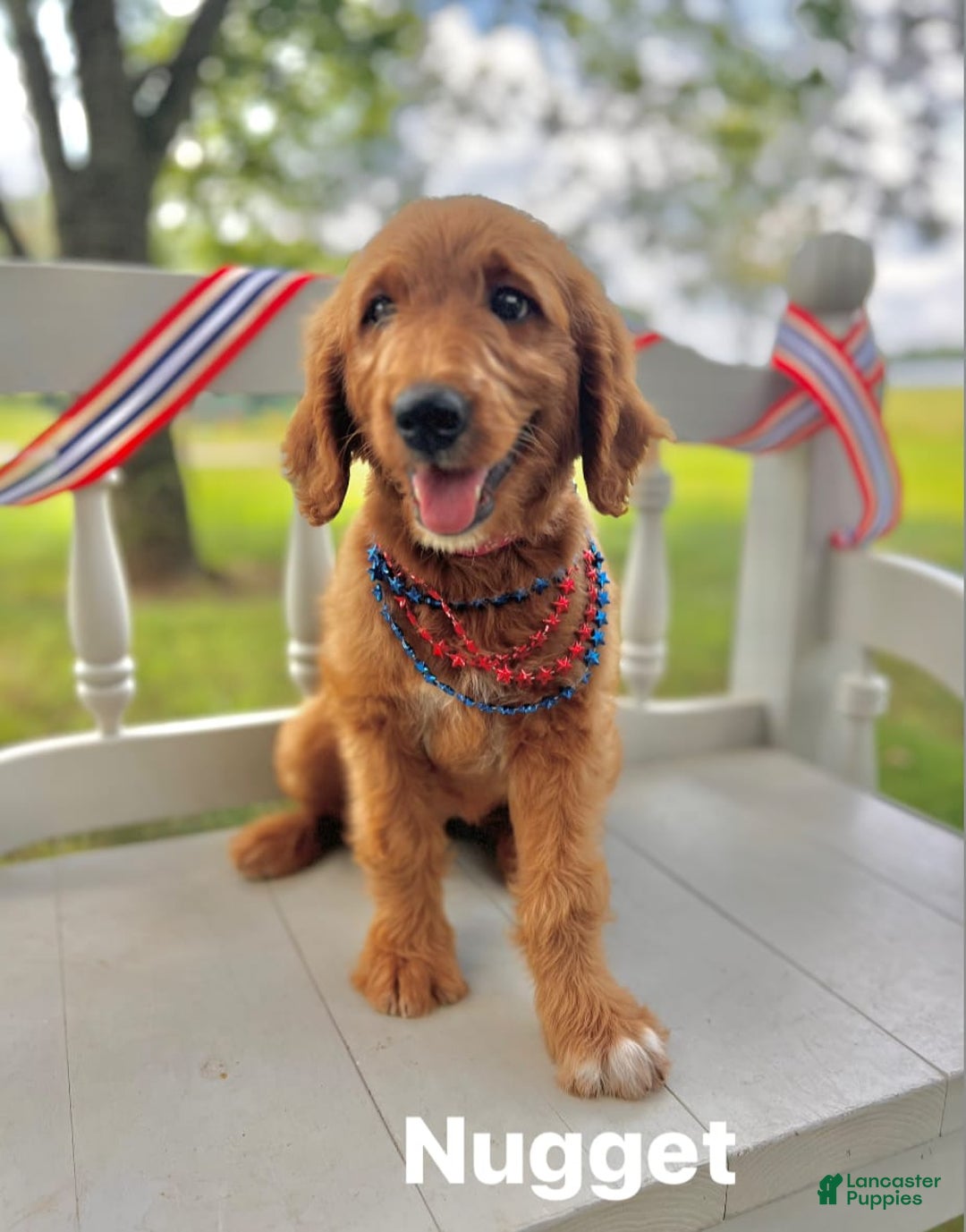 Goldendoodle dogs for sale: Nugget - Image 9