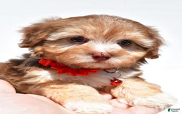 Havapoo dogs for sale: Myra - Image 6