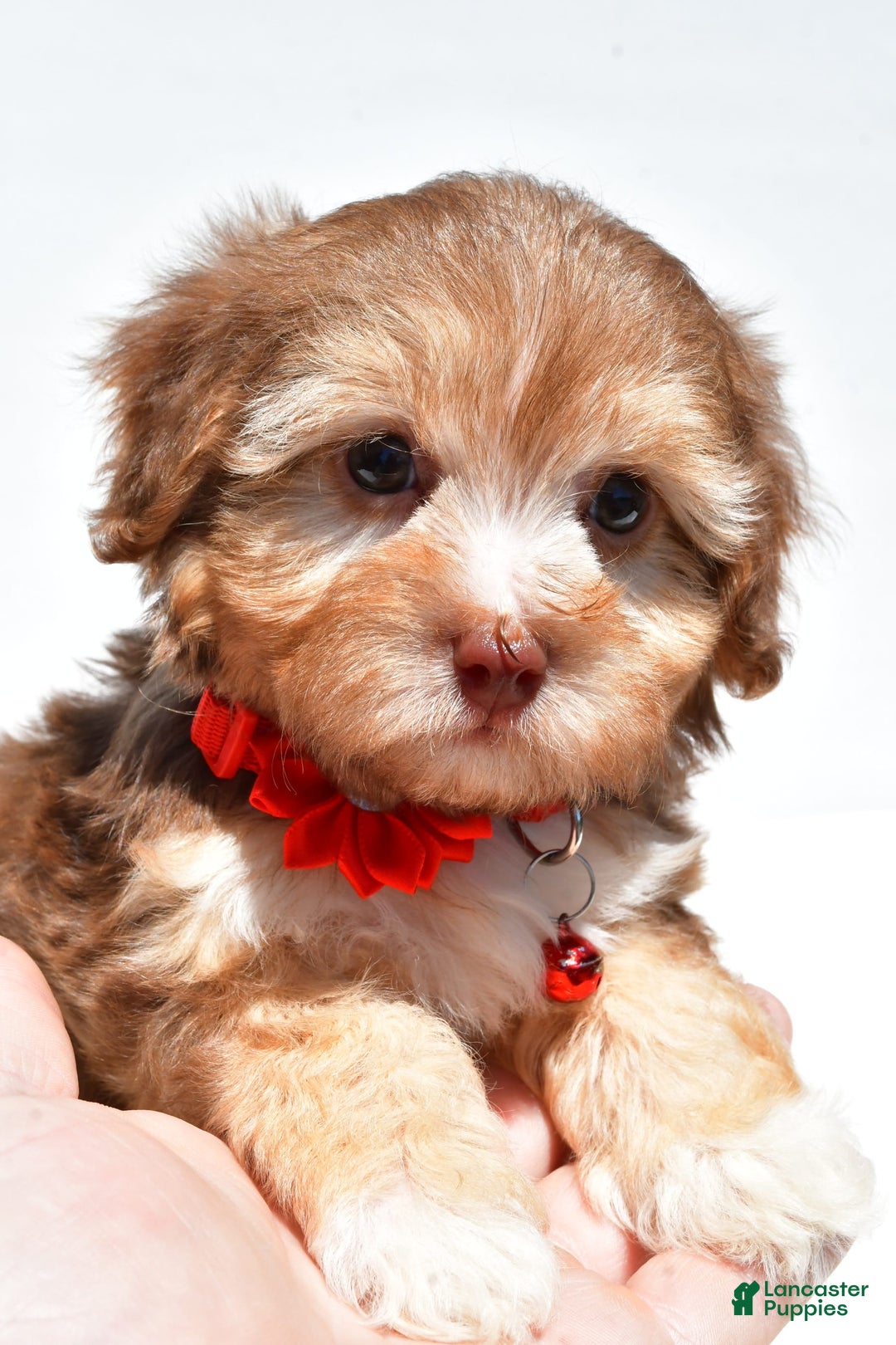Havapoo dogs for sale: Myra - Image 6
