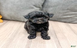 Yorkiepoo dogs for sale: Georgie - Image 3