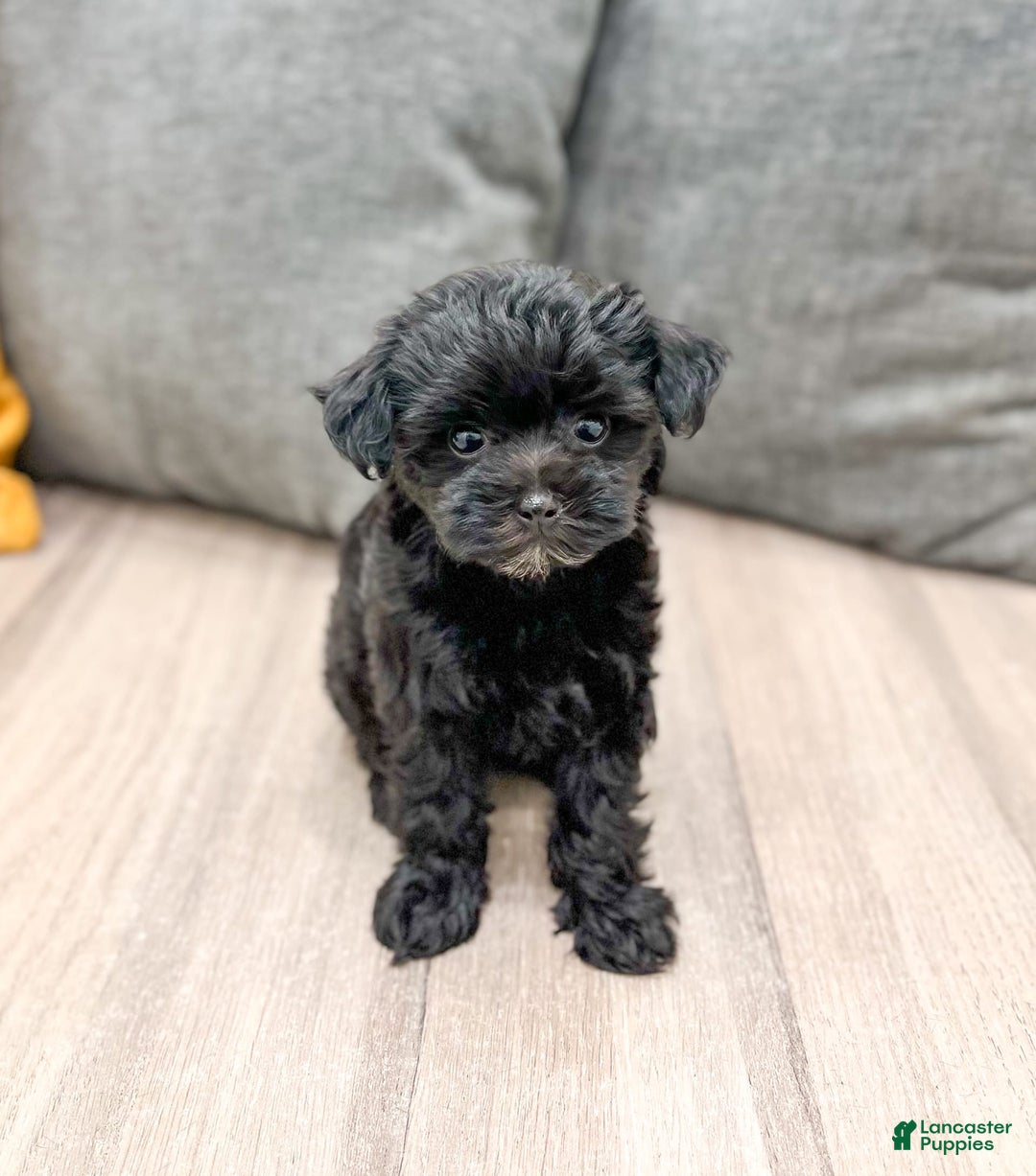 Yorkiepoo dogs for sale: Georgie - Image 3