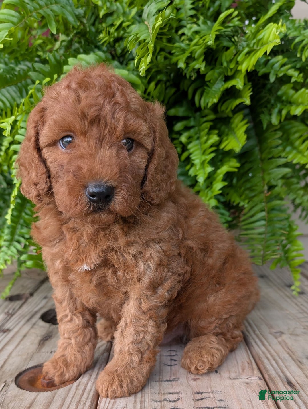 Mini Goldendoodle dogs for sale: Mini -kobe - Image 1