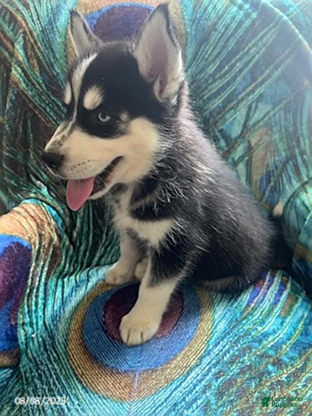 Pomsky dogs for sale: Riley - Image 5