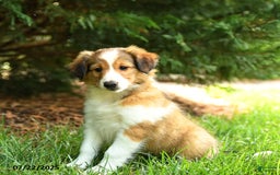 Shetland Sheepdog dogs for sale: Lady - Image 3