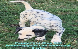 Dalmatian dogs for sale: Peppers Lt. Blue Girl - Image 12