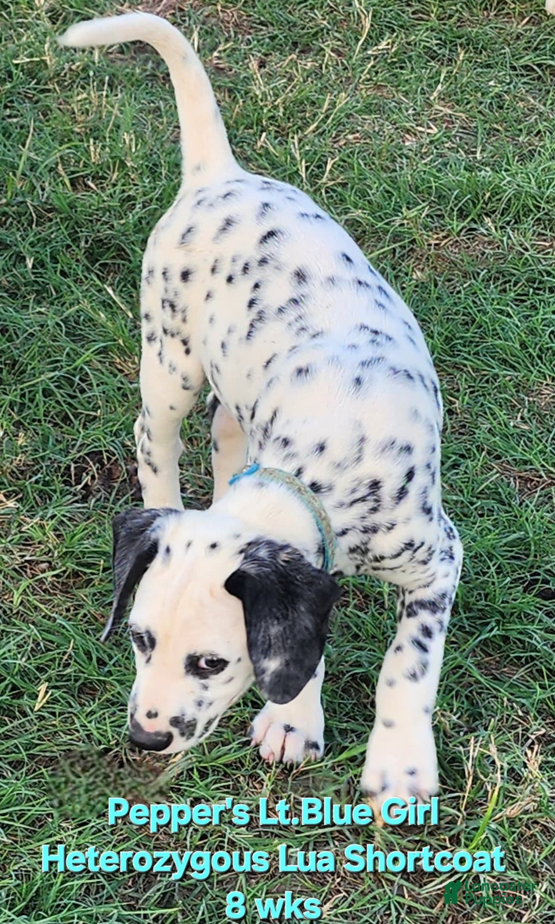 Dalmatian dogs for sale: Peppers Lt. Blue Girl - Image 12