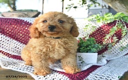 Cavapoo dogs for sale: Candy - Image 12