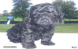 Yorkiepoo dogs for sale: Mack - Image 24