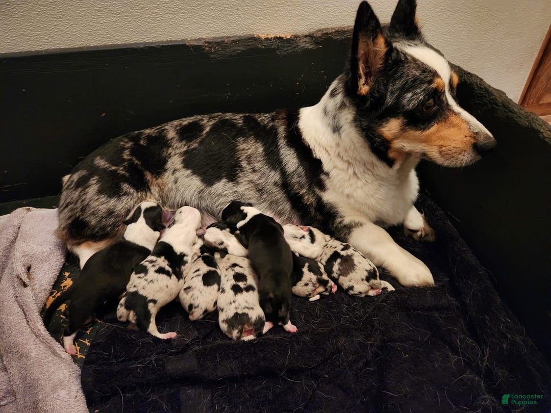 Welsh Corgi Pembroke dogs for sale: Jack - Image 3