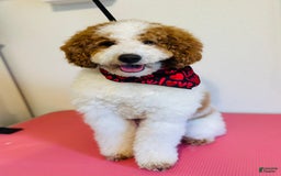 Mini Goldendoodle dogs for sale: Vanilla Bean - Image 7